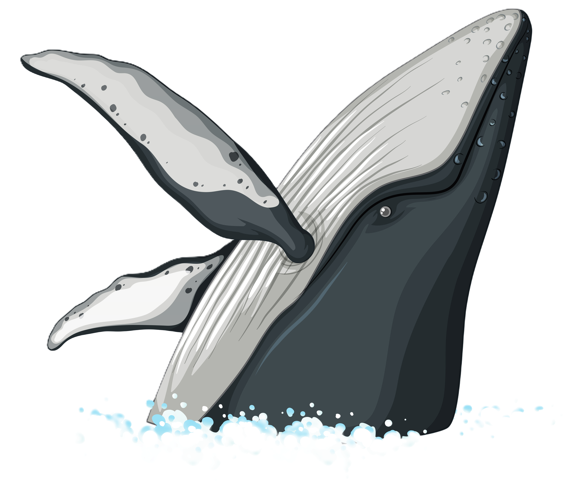 Humpback whale jumping out of water